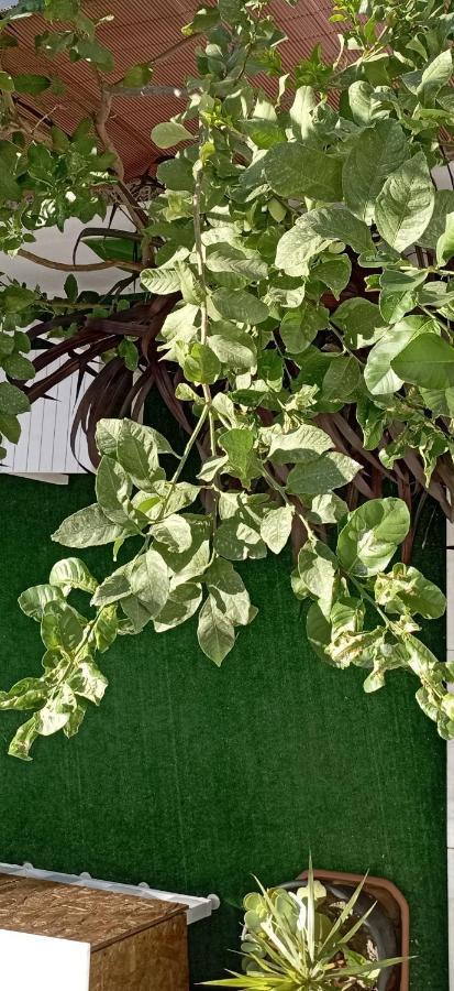 Το Διαμερισμα Τησ Μαιρησ Or Mary'S Apartment Paradeísion Екстериор снимка